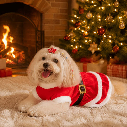 Cute Santa Doggie Dress