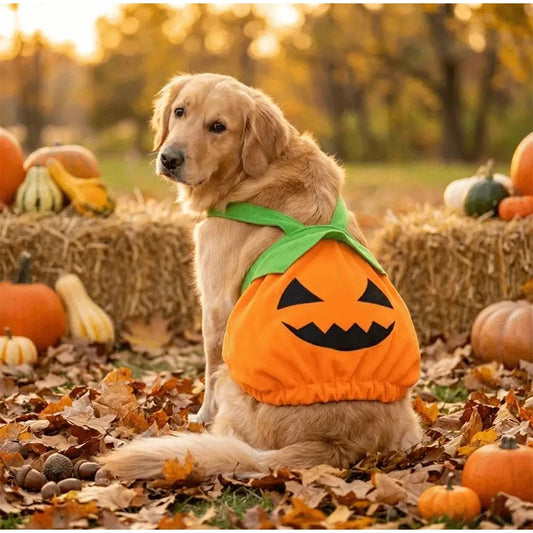 Cute Halloween Doggie Pumpkin