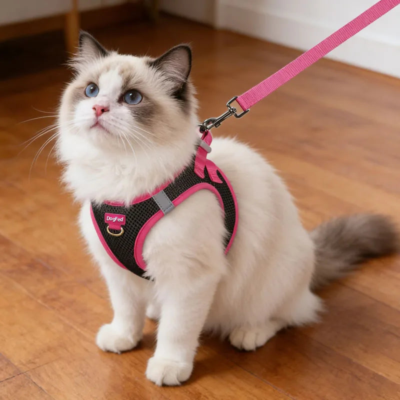 Harness and Leash Set