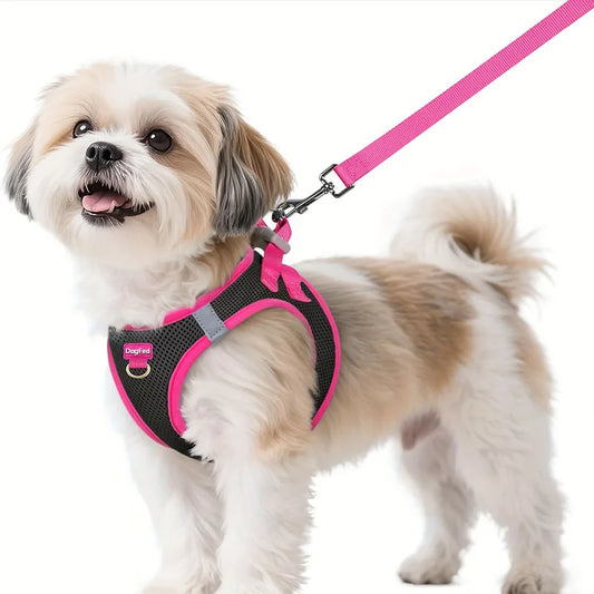 Harness and Leash Set